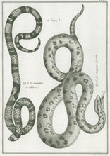 Load image into Gallery viewer, Bonnaterre, P.J.  Pl. 6. "2e Genre: Mangeur de rats; Mangeur de chèvres."  From "Tableau Encyclopédique et Méthodique des Trois Règnes de la Nature, . . .: Erpétologie"
