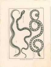 Load image into Gallery viewer, Bonnaterre, P.J. Pl. 9. "3e Genre: Le Bali; Le Serpent des Dames; Le Triangle ." From "Tableau Encyclopédique et Méthodique des Trois Règnes de la Nature, . . .: Erpétologie"