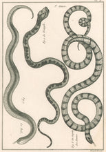 Load image into Gallery viewer, Bonnaterre, P.J.  Pl. 9. &quot;3e Genre: Le Bali; Le Serpent des Dames; Le Triangle .&quot;  From &quot;Tableau Encyclopédique et Méthodique des Trois Règnes de la Nature, . . .: Erpétologie&quot;
