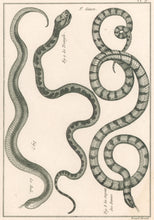 Load image into Gallery viewer, Bonnaterre, P.J. Pl. 9. "3e Genre: Le Bali; Le Serpent des Dames; Le Triangle ." From "Tableau Encyclopédique et Méthodique des Trois Règnes de la Nature, . . .: Erpétologie"