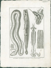 Load image into Gallery viewer, Bonnaterre, P.J. Pl. A. "Ophrologie Ve ordre, premières Figures." From "Tableau Encyclopédique et Méthodique des Trois Règnes de la Nature, . . .: Erpétologie"