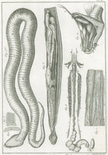 Load image into Gallery viewer, Bonnaterre, P.J. Pl. A. "Ophrologie Ve ordre, premières Figures." From "Tableau Encyclopédique et Méthodique des Trois Règnes de la Nature, . . .: Erpétologie"