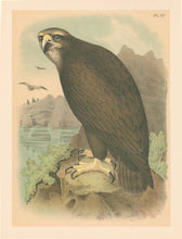 Load image into Gallery viewer, Jasper, Theodore "The Gray or Sea Eagle." Pl. XV