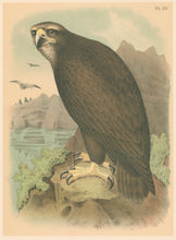 Load image into Gallery viewer, Jasper, Theodore "The Gray or Sea Eagle." Pl. XV