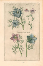 Load image into Gallery viewer, Sweert, Emanuel "Melanthium"  From "Florilegium"