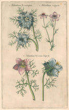 Load image into Gallery viewer, Sweert, Emanuel "Melanthium"  From "Florilegium"