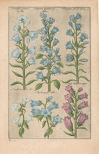 Load image into Gallery viewer, Sweert, Emanuel "Campanula, Trachelium, Viola Marina"  From "Florilegium"
