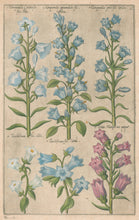 Load image into Gallery viewer, Sweert, Emanuel "Campanula, Trachelium, Viola Marina"  From "Florilegium"