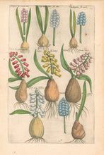 Load image into Gallery viewer, Sweert, Emanuel "Hyacinthus"  From "Florilegium"