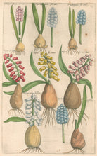 Load image into Gallery viewer, Sweert, Emanuel "Hyacinthus"  From "Florilegium"