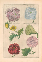 Load image into Gallery viewer, Sweert, Emanuel "Papaver"  From "Florilegium"