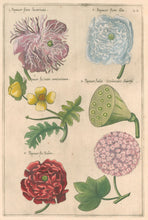 Load image into Gallery viewer, Sweert, Emanuel "Papaver"  From "Florilegium"
