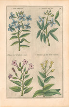 Load image into Gallery viewer, Sweert, Emanuel "Viola Damascena, Dentaria alba, Thabacum sive herba sancta, Nicotiana sive sana Sancta Indiorum"  From "Florilegium"