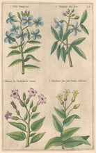 Load image into Gallery viewer, Sweert, Emanuel "Viola Damascena, Dentaria alba, Thabacum sive herba sancta, Nicotiana sive sana Sancta Indiorum"  From "Florilegium"