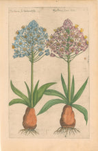 Load image into Gallery viewer, Sweert, Emanuel "Hyacinthe Peruan" From "Florilegium"