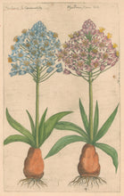 Load image into Gallery viewer, Sweert, Emanuel "Hyacinthe Peruan" From "Florilegium"