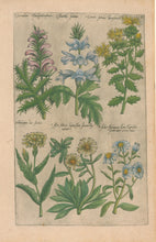 Load image into Gallery viewer, Sweert, Emanuel "Chamaeleon Monspeliensium, Acanthus sativus, Cnicus sativus, Scurzonera luteis, Aster Atticus, Aster Italorum"  From "Florilegium"