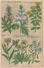 Load image into Gallery viewer, Sweert, Emanuel "Chamaeleon Monspeliensium, Acanthus sativus, Cnicus sativus, Scurzonera luteis, Aster Atticus, Aster Italorum"  From "Florilegium"