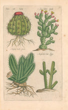 Load image into Gallery viewer, Sweert, Emanuel "Echino-Melo-Cactos, Ficus Indica, Euphorbij tenella, Euphorbij Cerei"  From "Florilegium"