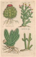 Load image into Gallery viewer, Sweert, Emanuel "Echino-Melo-Cactos, Ficus Indica, Euphorbij tenella, Euphorbij Cerei"  From "Florilegium"