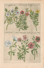 Load image into Gallery viewer, Sweert, Emanuel "Cistus sive Helianthemon, Cistus femina, Cistus mas, Geranium flore albo, Genarium bulbosum, Geranium flore purpureo"  From "Florilegium"