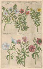 Load image into Gallery viewer, Sweert, Emanuel "Cistus sive Helianthemon, Cistus femina, Cistus mas, Geranium flore albo, Genarium bulbosum, Geranium flore purpureo"  From "Florilegium"
