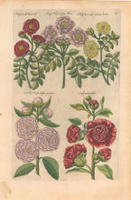 Load image into Gallery viewer, Sweert, Emanuel "Rosa"  From "Florilegium"