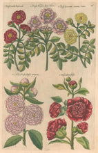 Load image into Gallery viewer, Sweert, Emanuel "Rosa"  From "Florilegium"