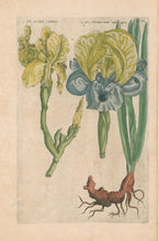 Load image into Gallery viewer, Sweert, Emanuel "Iris"  From "Florilegium"