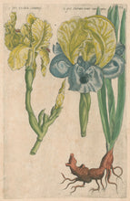 Load image into Gallery viewer, Sweert, Emanuel "Iris"  From "Florilegium"
