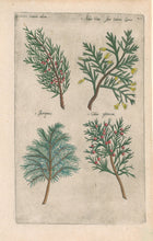 Load image into Gallery viewer, Sweert, Emanuel "Sabina, Arbor Vitae sive Cedrus Lycia, Juniperus, Cedrus phoenicea"  From "Florilegium"