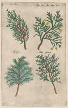Load image into Gallery viewer, Sweert, Emanuel &quot;Sabina, Arbor Vitae sive Cedrus Lycia, Juniperus, Cedrus phoenicea&quot;  From &quot;Florilegium&quot;
