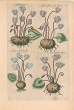 Load image into Gallery viewer, Sweert, Emanuel "Cyclamina Romana, Cyclamina francica, Cyclamen vernale, Cyclamina Germa"  From "Florilegium"