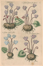 Load image into Gallery viewer, Sweert, Emanuel "Cyclamina Romana, Cyclamina francica, Cyclamen vernale, Cyclamina Germa"  From "Florilegium"