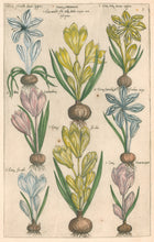 Load image into Gallery viewer, Sweert, Emanuel "Crocus Vernalis"  From "Florilegium"