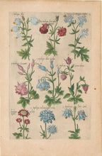 Load image into Gallery viewer, Sweert, Emanuel "Aquilegia"  From "Florilegium"