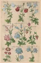 Load image into Gallery viewer, Sweert, Emanuel "Aquilegia"  From "Florilegium"