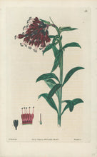 Load image into Gallery viewer, Smith, E.D.  Plate 34