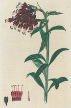 Load image into Gallery viewer, Smith, E.D.  Plate 34