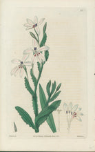 Load image into Gallery viewer, Smith, E.D.  Plate 39