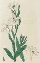 Load image into Gallery viewer, Smith, E.D.  Plate 39