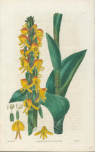 Load image into Gallery viewer, Smith, E.D.  Plate 3