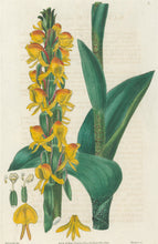 Load image into Gallery viewer, Smith, E.D.  Plate 3