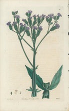 Load image into Gallery viewer, Smith, E.D.  Plate 41