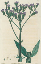 Load image into Gallery viewer, Smith, E.D.  Plate 41