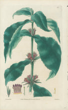Load image into Gallery viewer, Smith, E.D.  Plate 45