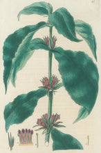 Load image into Gallery viewer, Smith, E.D.  Plate 45