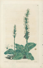 Load image into Gallery viewer, Smith, E.D.  Plate 47