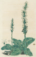 Load image into Gallery viewer, Smith, E.D.  Plate 47