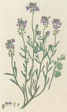 Load image into Gallery viewer, Smith, E.D.  Plate 69